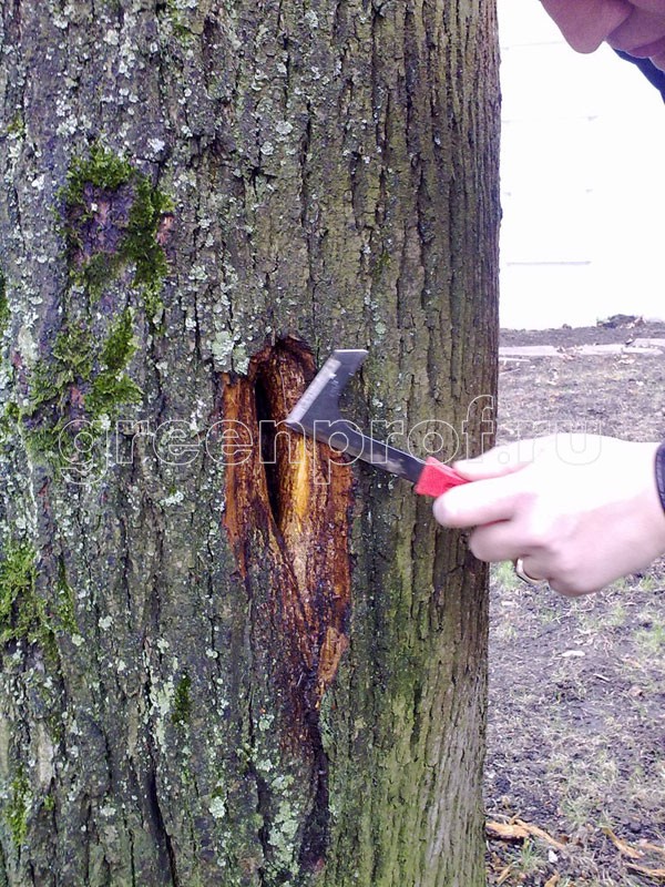 Фото лечения деревьев