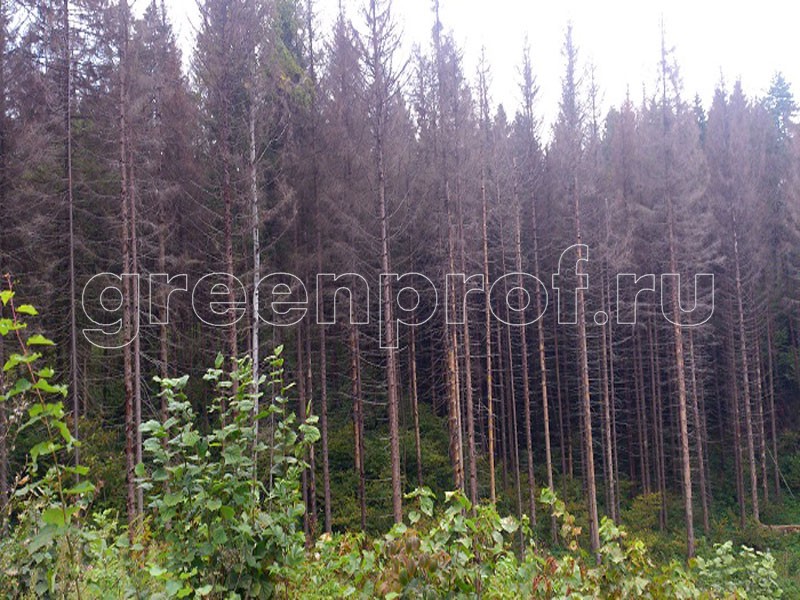 Пораженные деревья фото 1