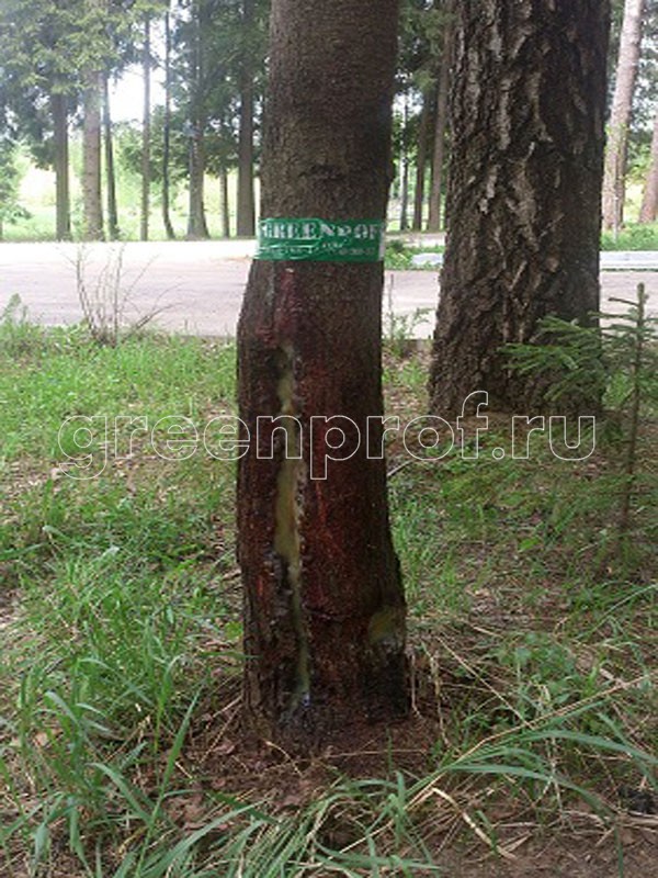 Защита деревьев от короеда