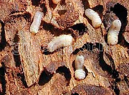 Личинки жука короеда фото 2